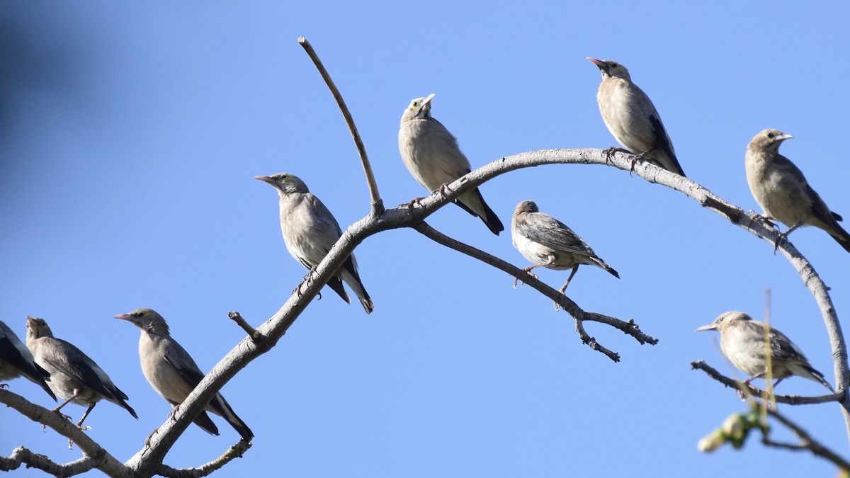 Wattled Starling - ML623188183