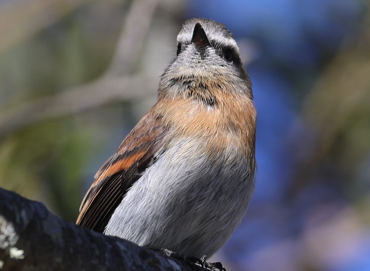 Rufous-breasted Chat-Tyrant - ML623188201