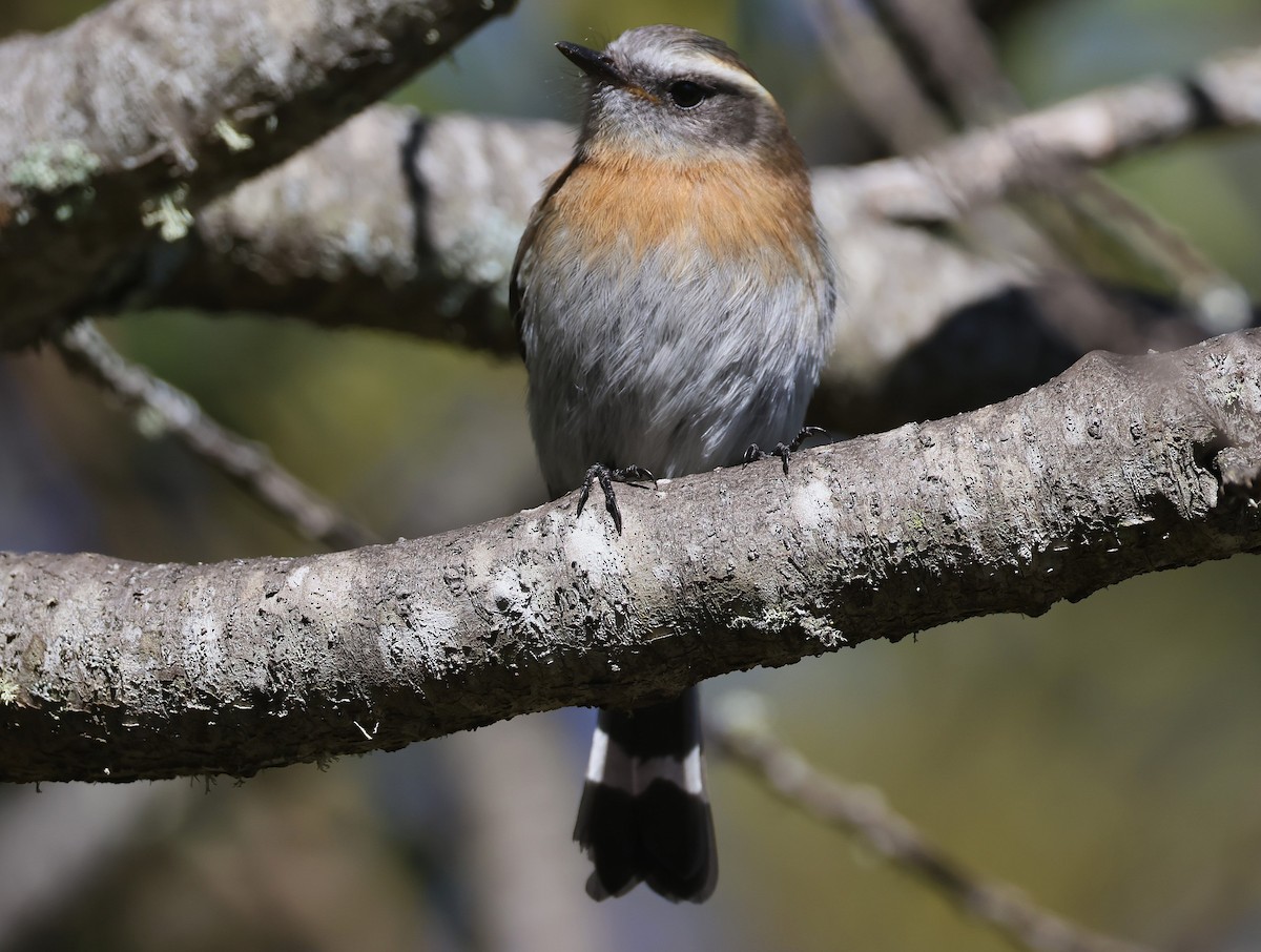 Rufous-breasted Chat-Tyrant - ML623188202