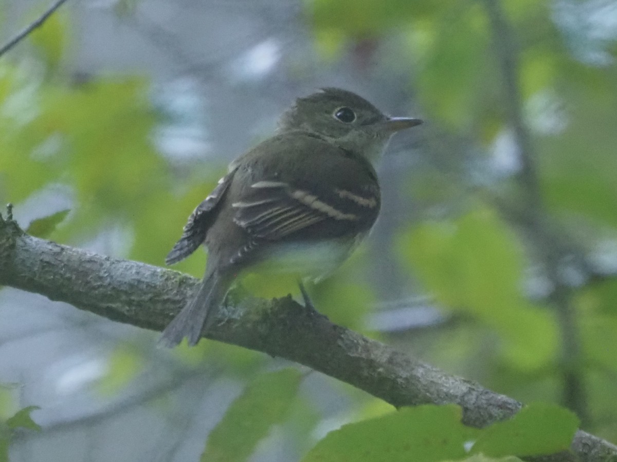 Acadian Flycatcher - ML623188214