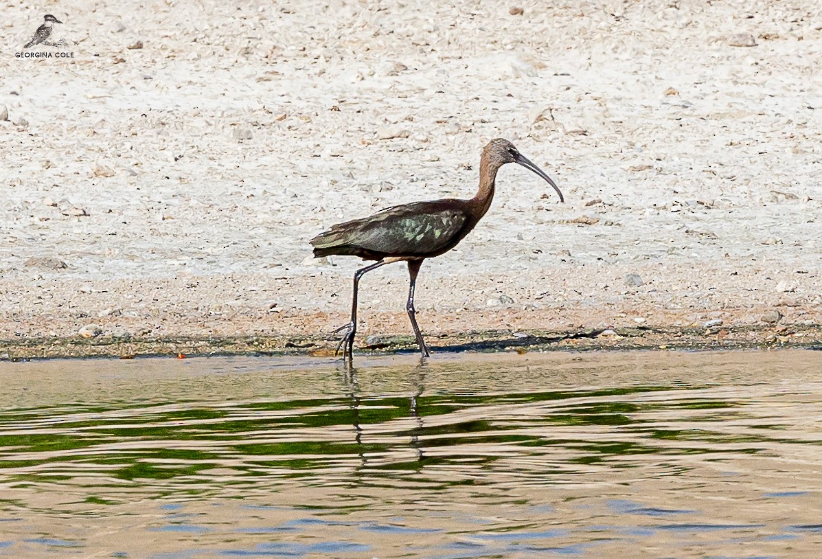 ibis hnědý - ML623188245