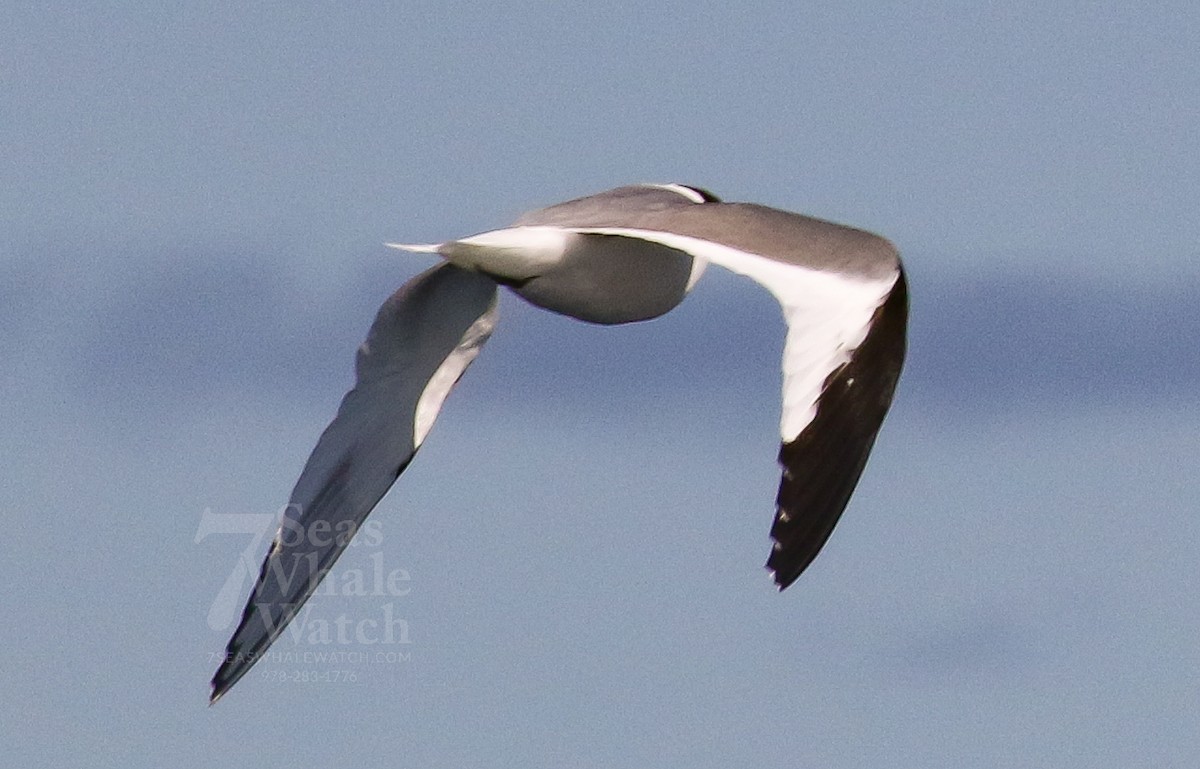 Sabine's Gull - ML623188356