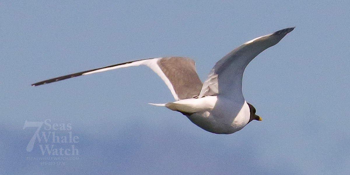 Sabine's Gull - ML623188358