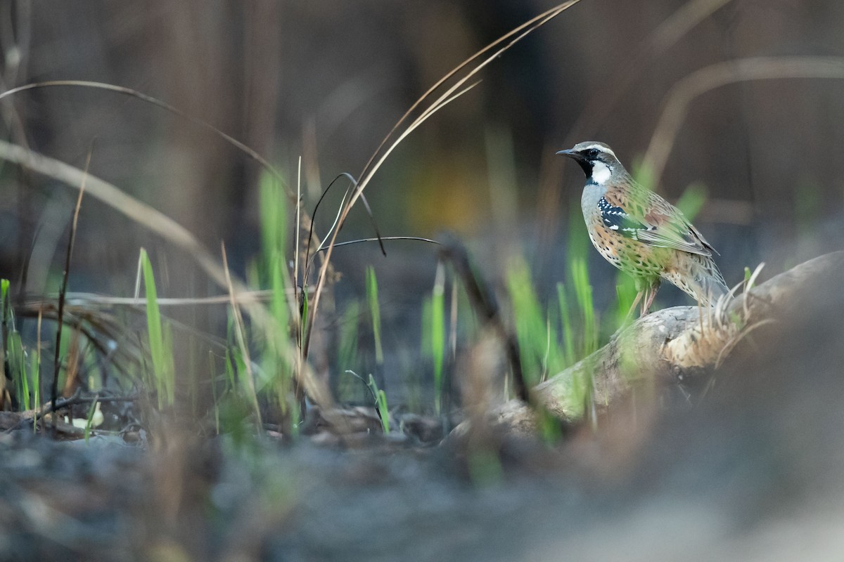 Spotted Quail-thrush - ML623188403