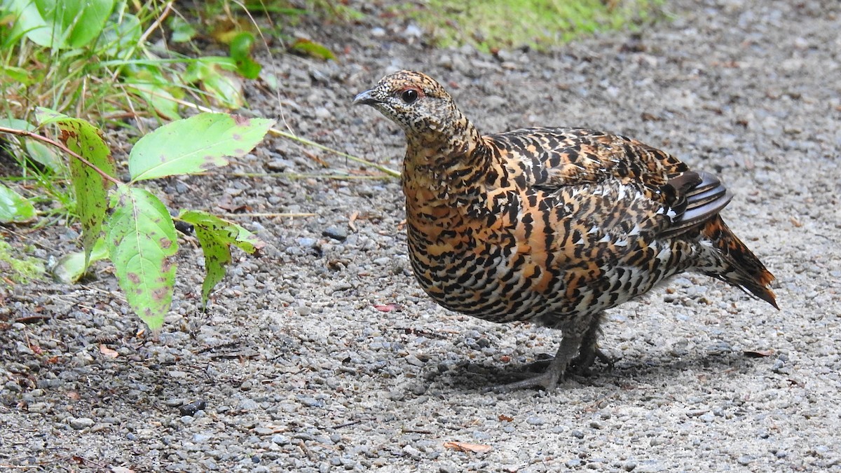 Spruce Grouse - ML623188467