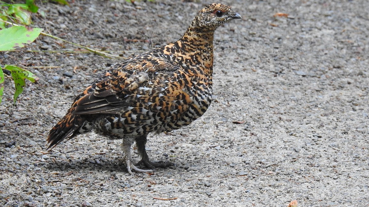 Spruce Grouse - ML623188468