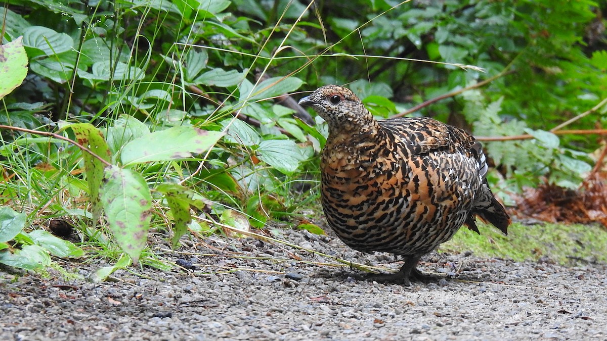 Spruce Grouse - ML623188469