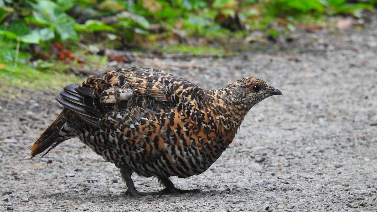 Spruce Grouse - ML623188471