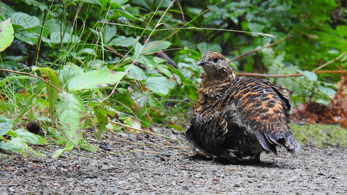 Spruce Grouse - ML623188472