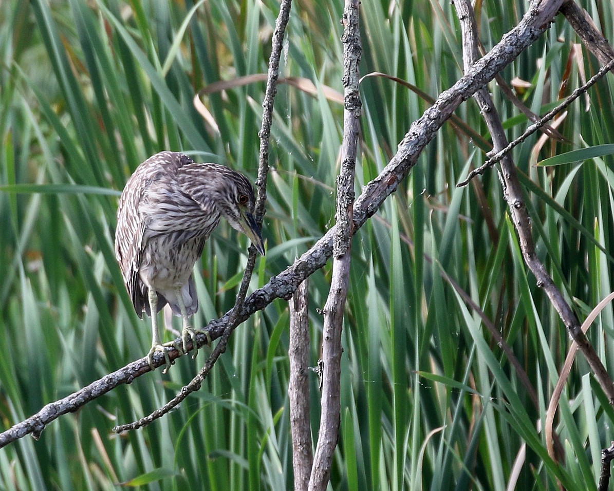 Black-crowned Night Heron - ML623188495