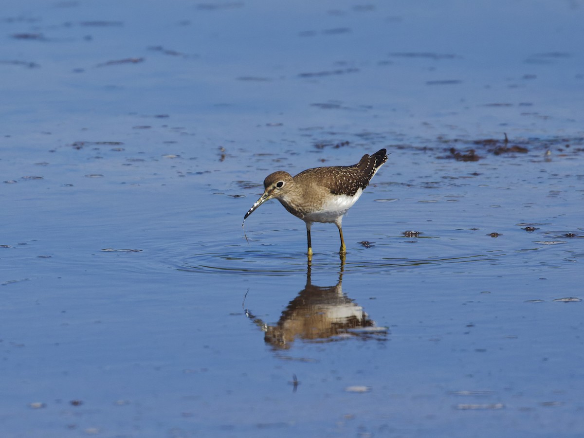 Solitary Sandpiper - ML623188574