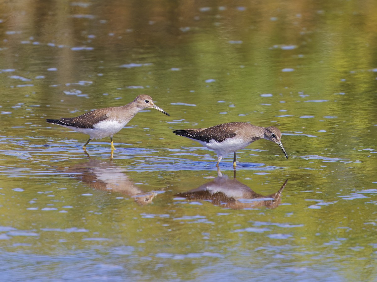 Solitary Sandpiper - ML623188580