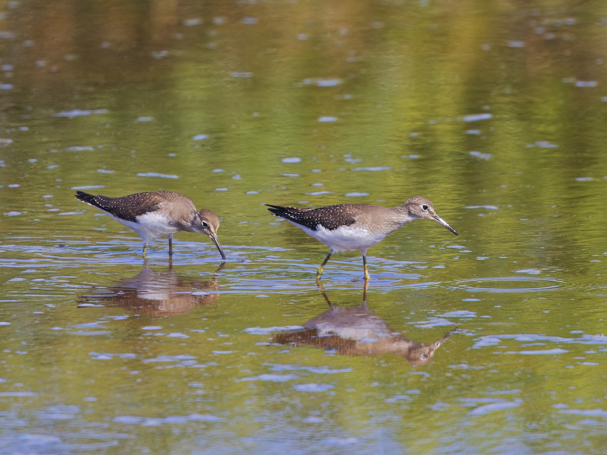 Solitary Sandpiper - ML623188581