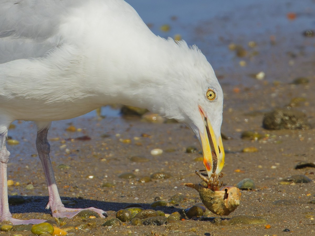 Herring Gull (American) - ML623188586