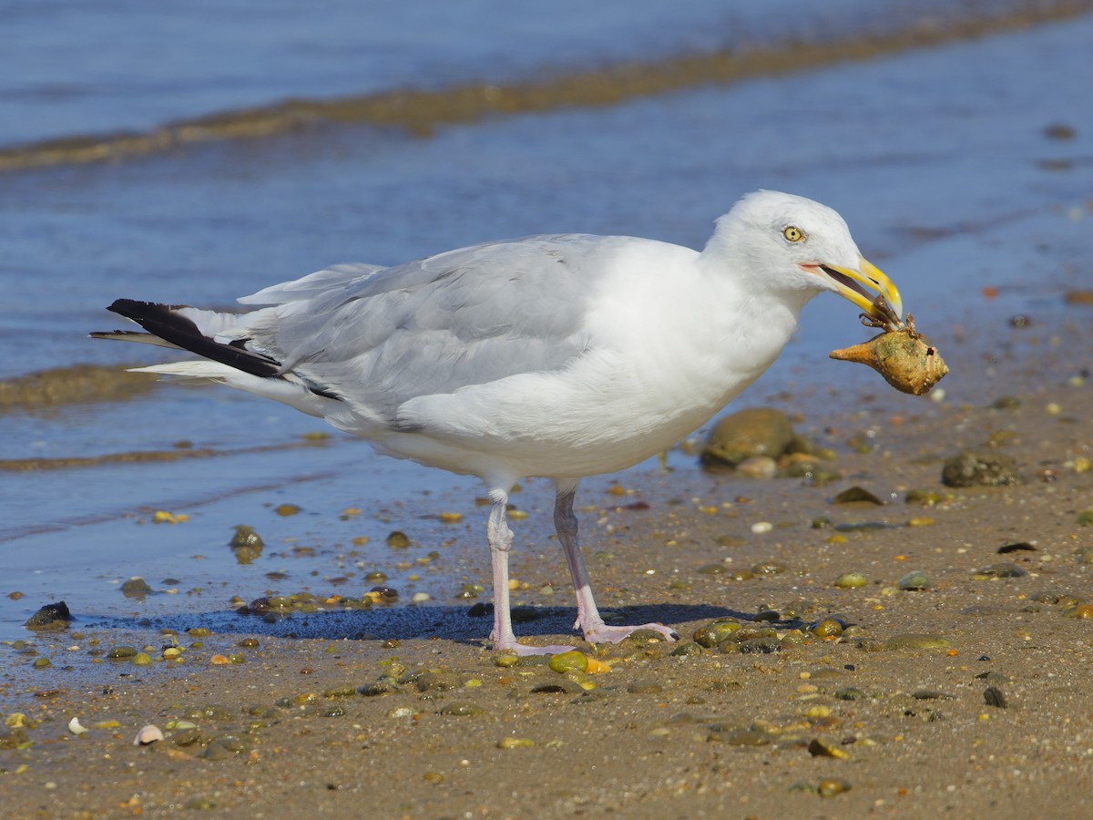 Herring Gull (American) - ML623188587