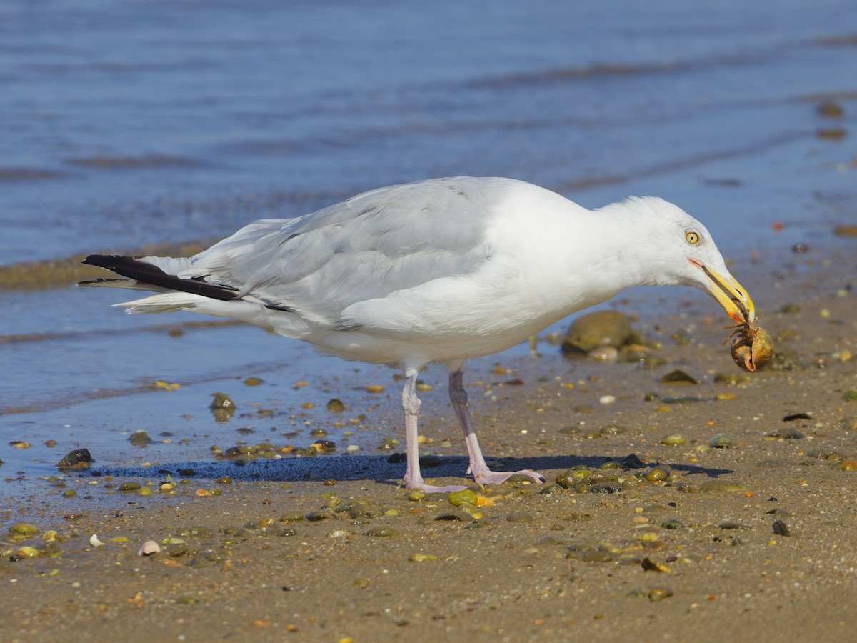 Herring Gull (American) - ML623188588