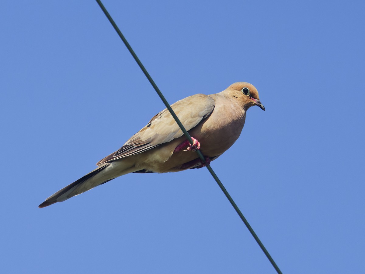 Mourning Dove - ML623188599