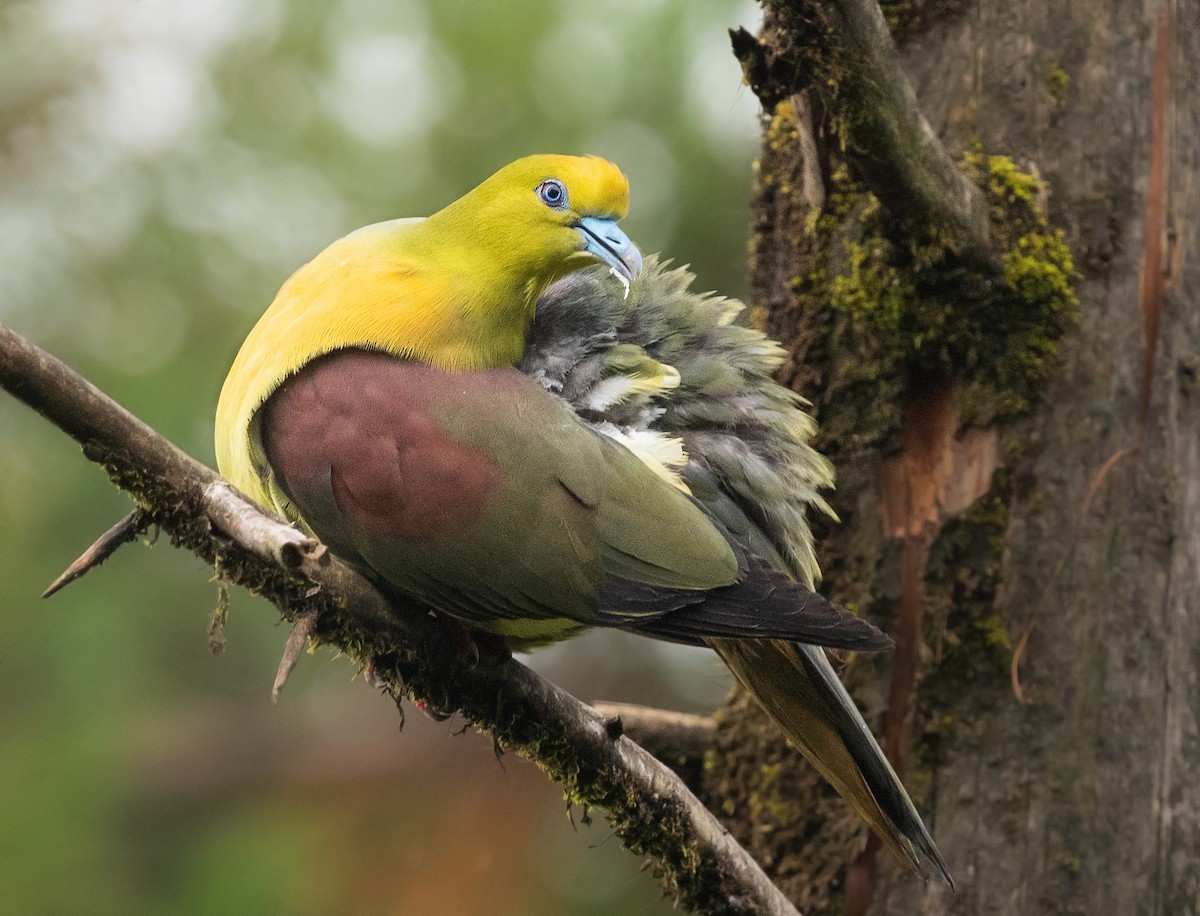 Wedge-tailed Green-Pigeon - Noel Foning