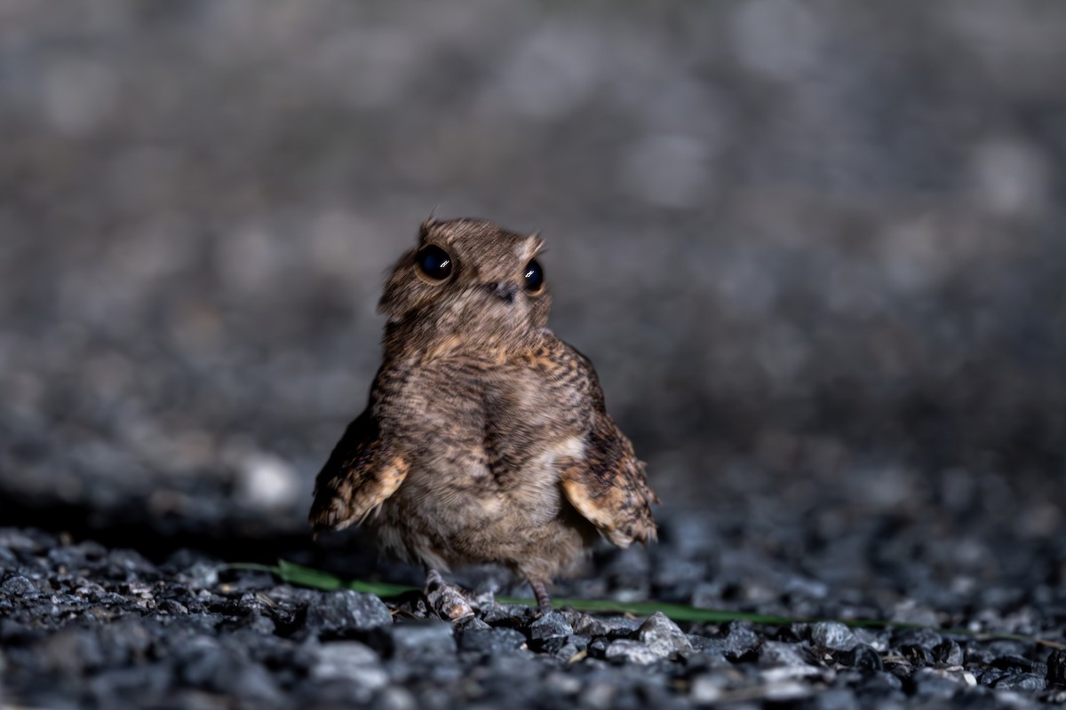 Savanna Nightjar - ML623188603