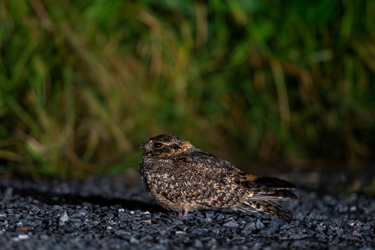 Savanna Nightjar - ML623188610