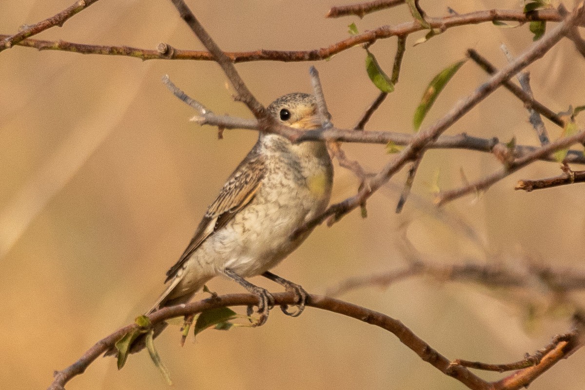 Woodchat Shrike - ML623188617