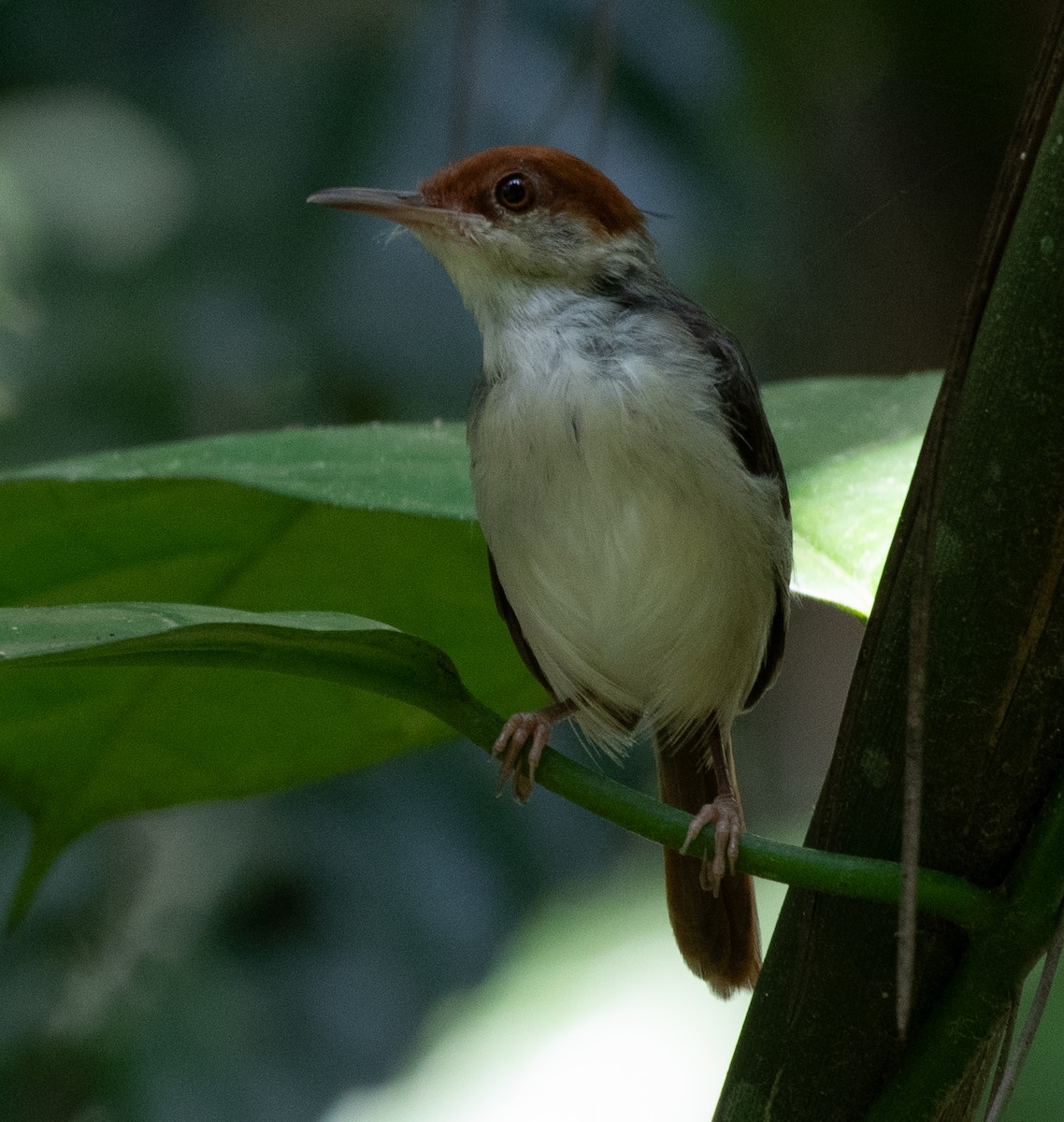 Rufous-tailed Tailorbird - ML623188647