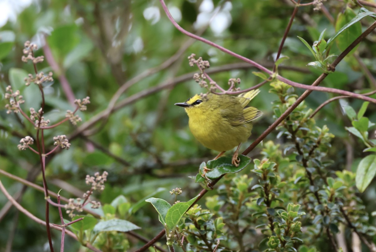 Black-crested Warbler - Jamie Adams