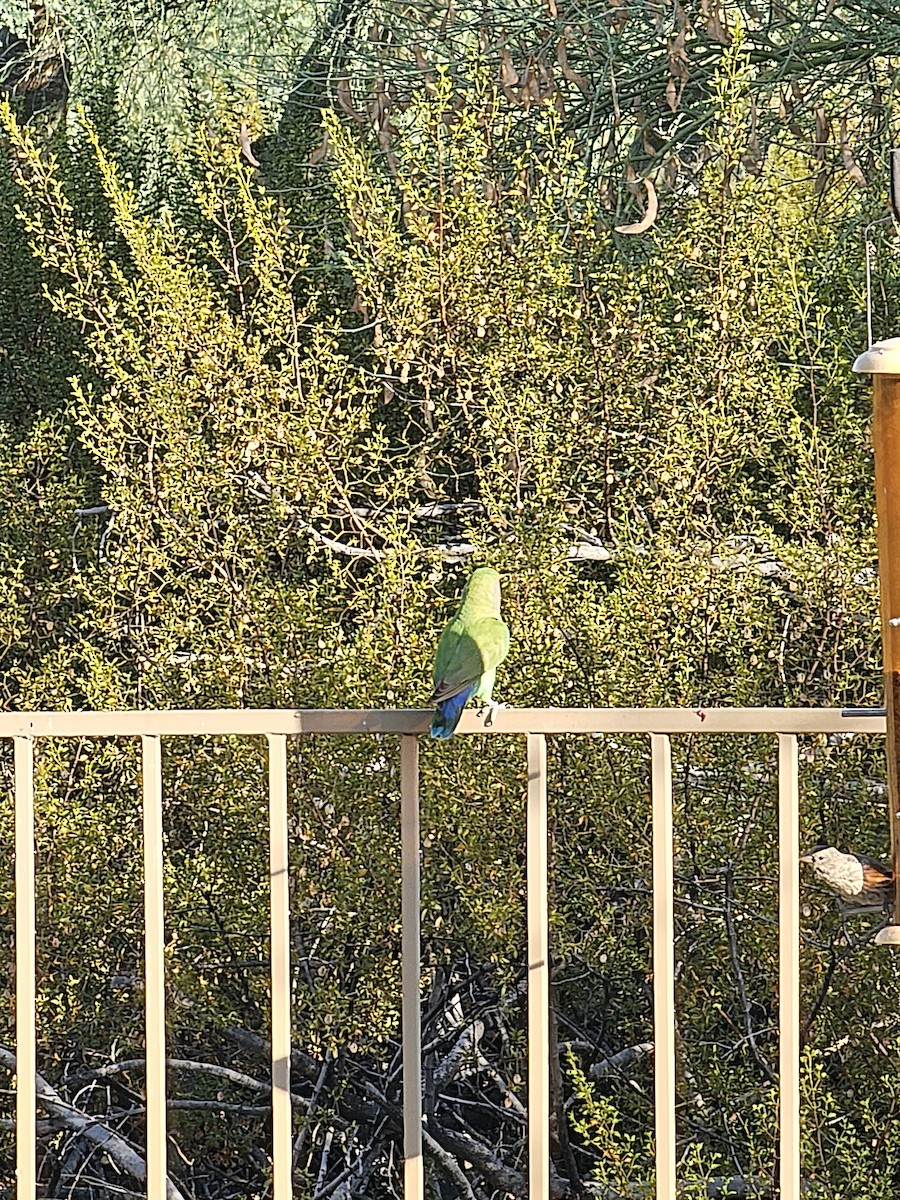 Rosy-faced Lovebird - Kevin Dailey