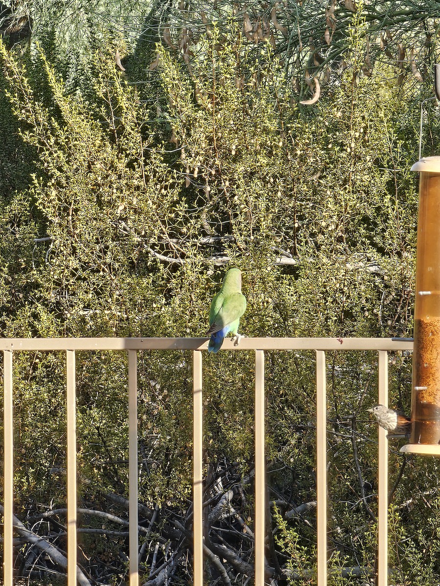 Rosy-faced Lovebird - ML623188682