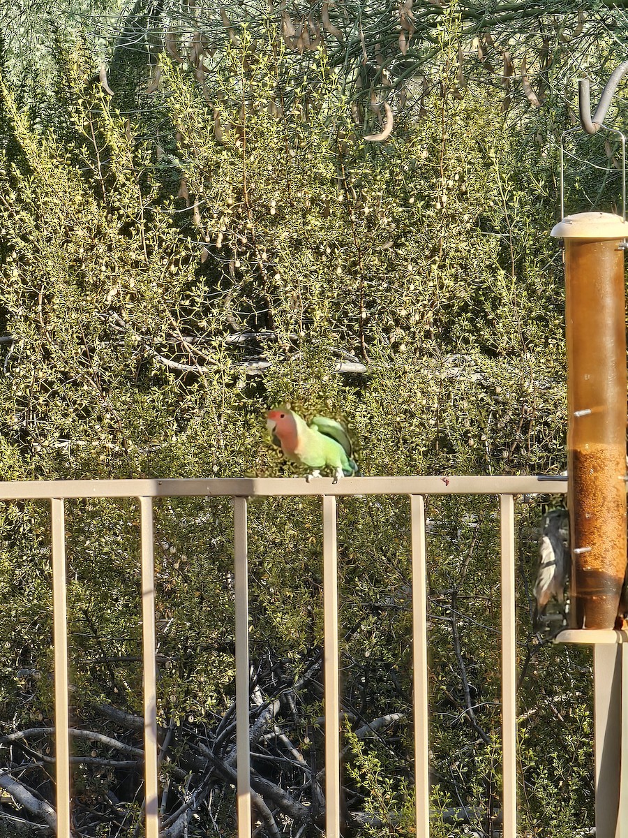 Rosy-faced Lovebird - ML623188683