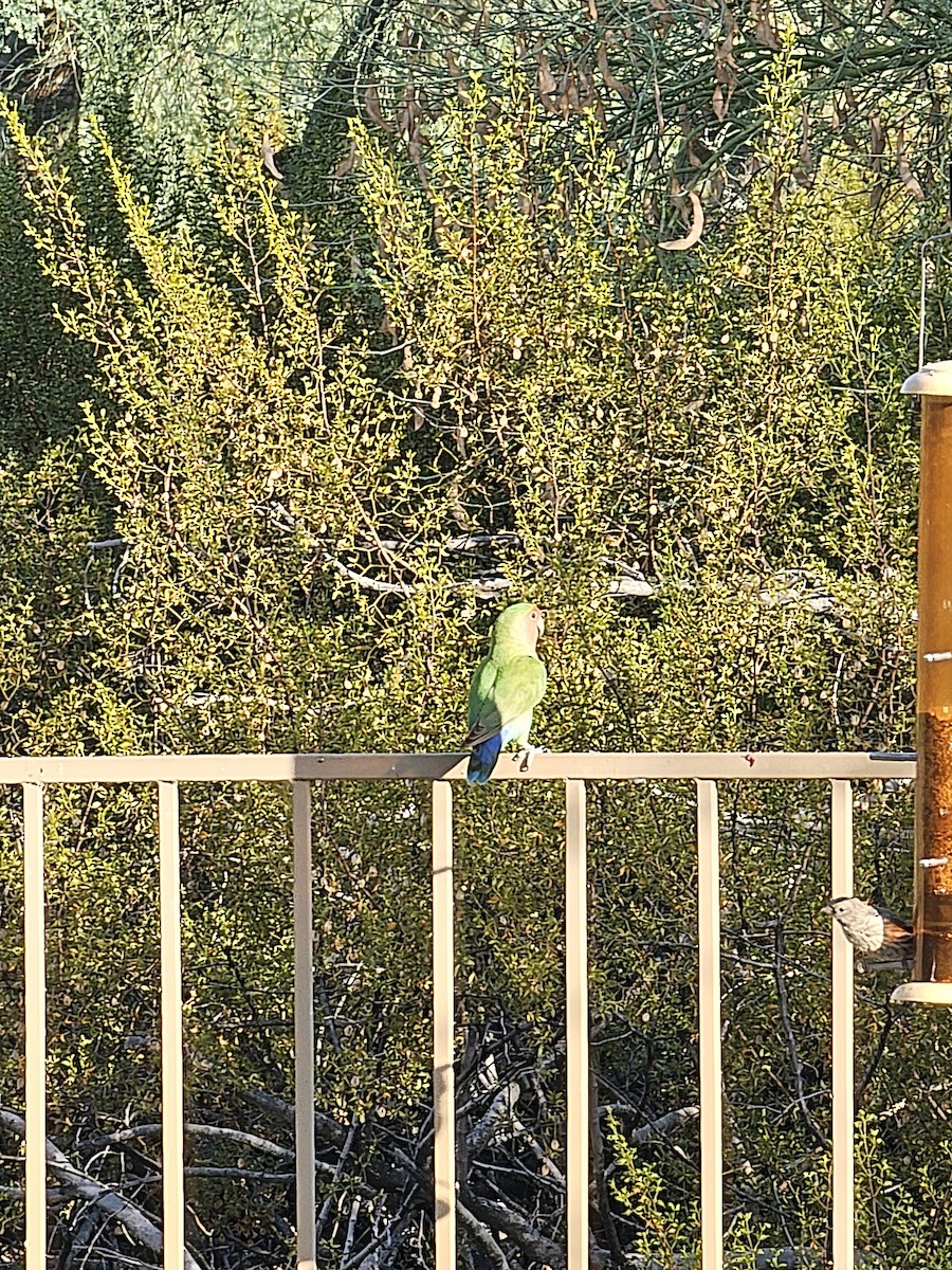 Rosy-faced Lovebird - Kevin Dailey