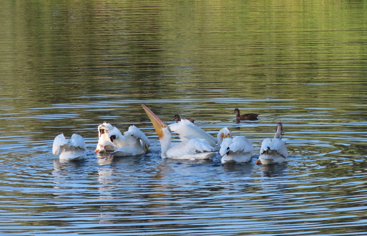 American White Pelican - ML623188714