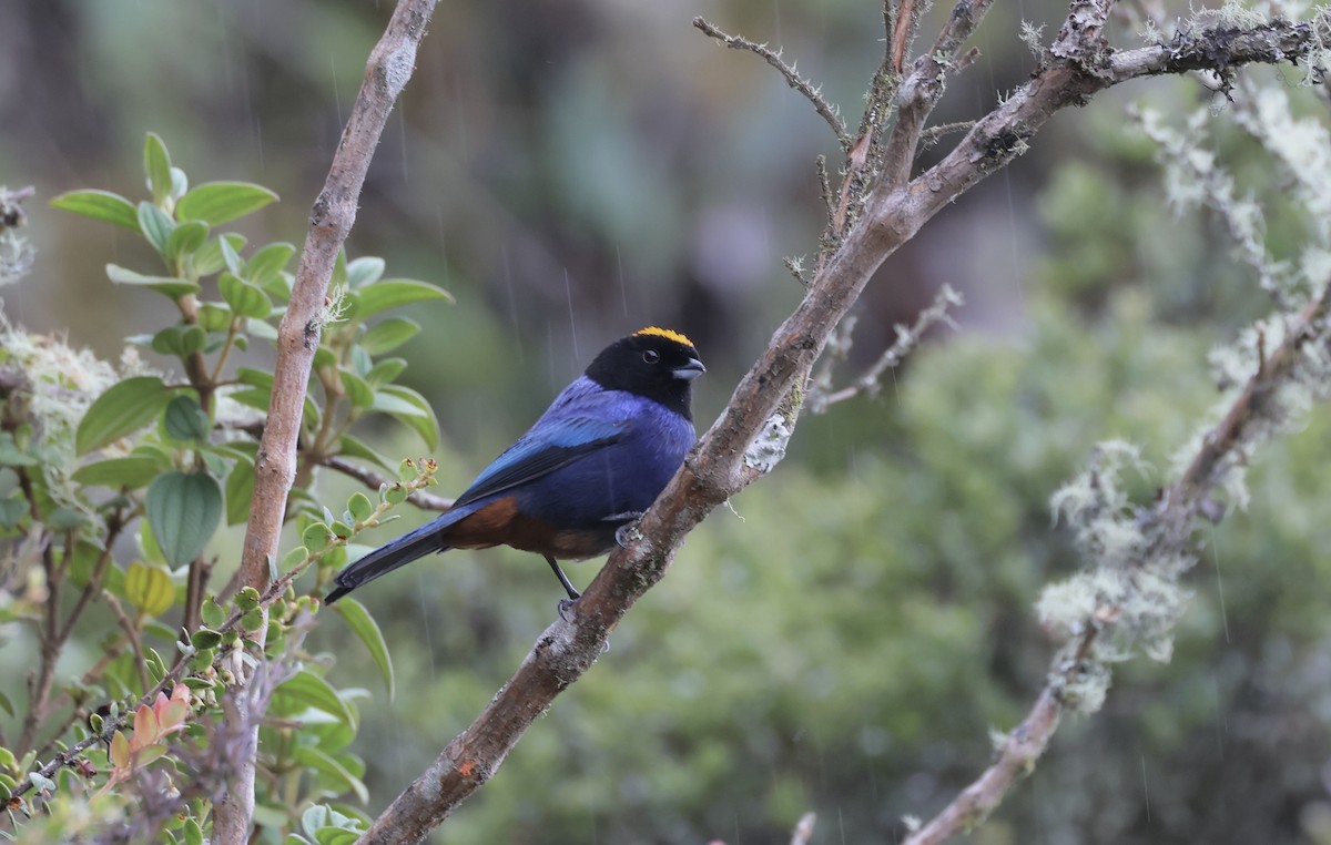 Golden-crowned Tanager - ML623188720