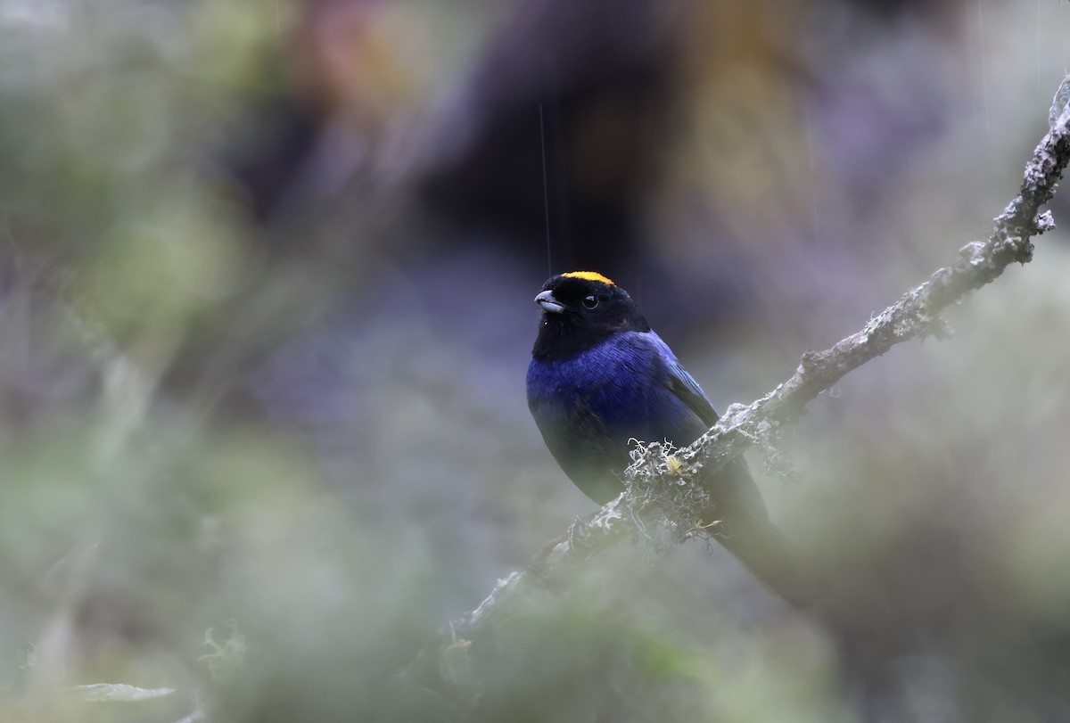 Golden-crowned Tanager - ML623188722