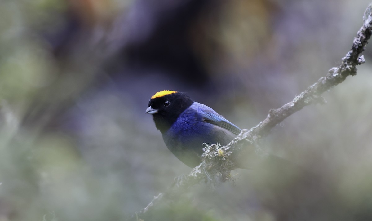 Golden-crowned Tanager - ML623188723