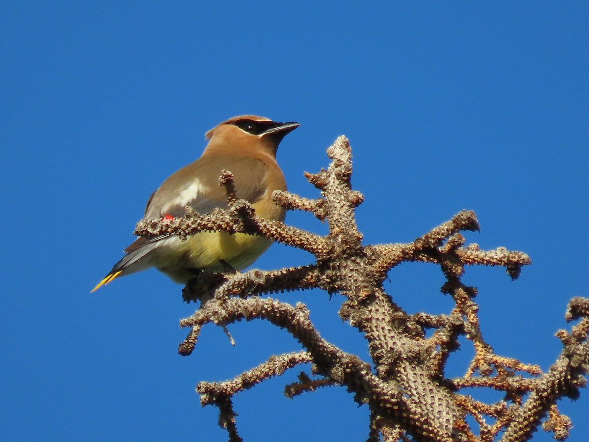 Cedar Waxwing - ML623188724