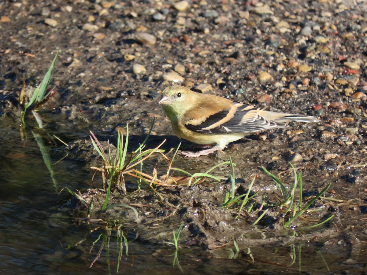 American Goldfinch - Laurie Koepke