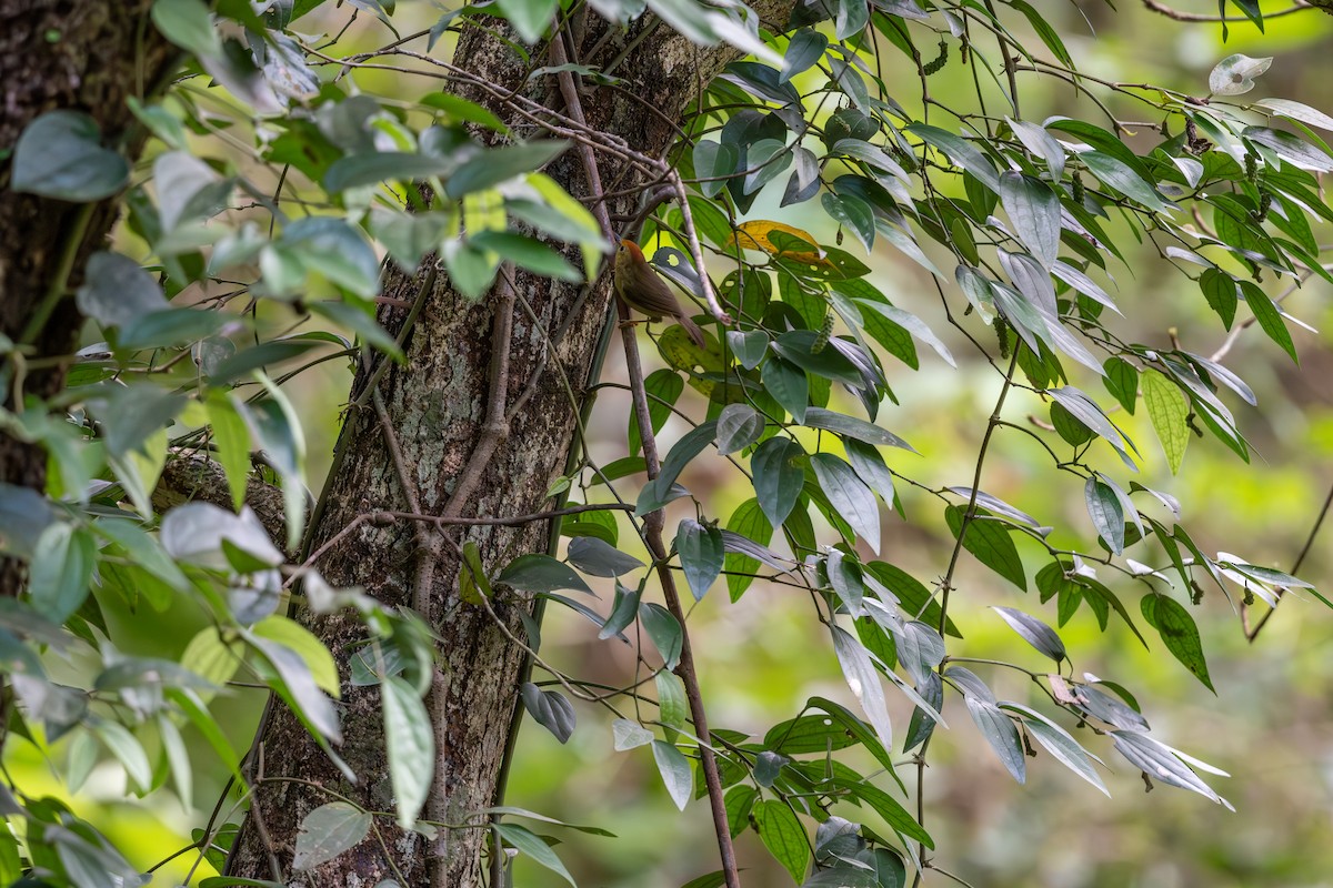 Rufous-capped Babbler - ML623188844