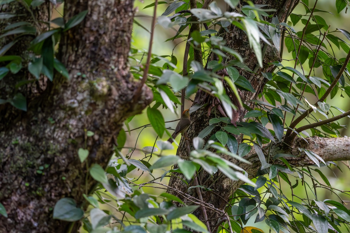 Rufous-capped Babbler - Shing Arrrrr