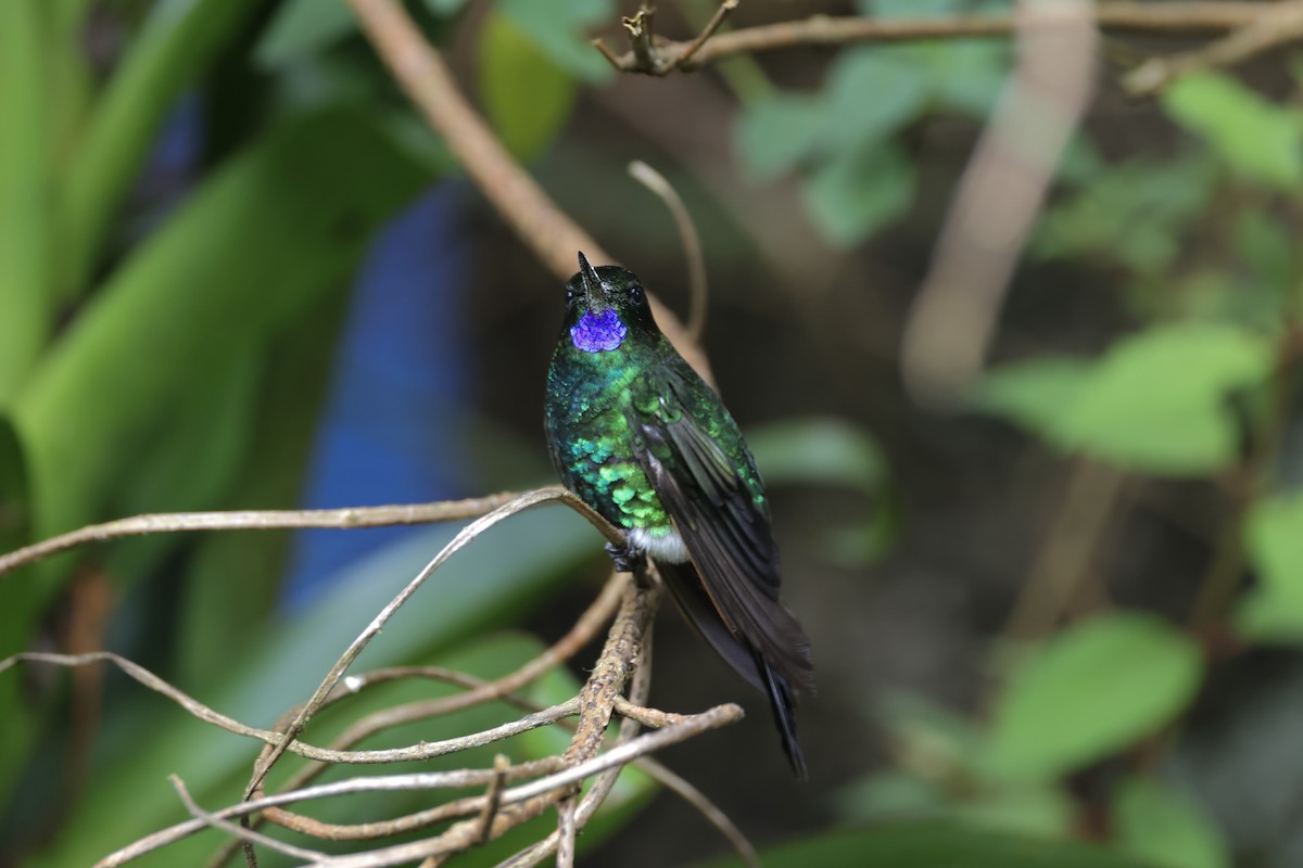 Glowing Puffleg - ML623188861