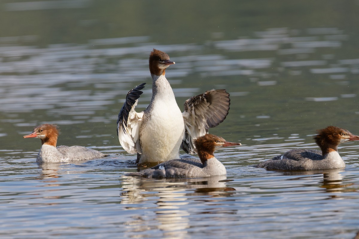 Common Merganser - ML623188869