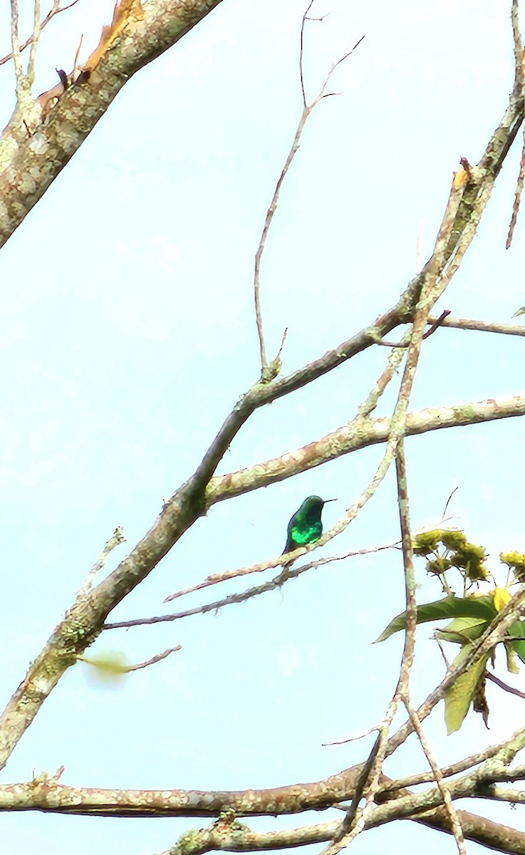 Short-tailed Emerald - ML623188917