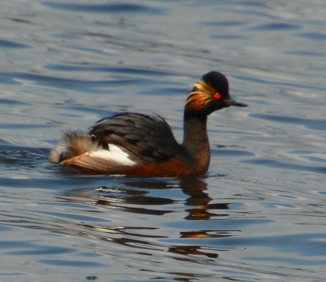 Eared Grebe - ML623188922