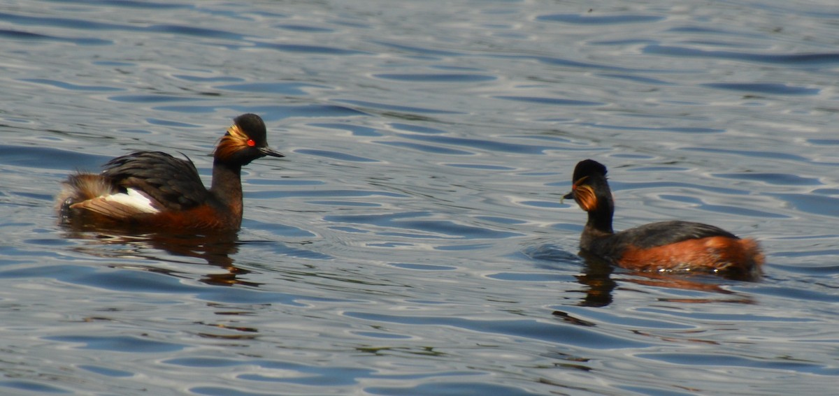 Eared Grebe - ML623188929