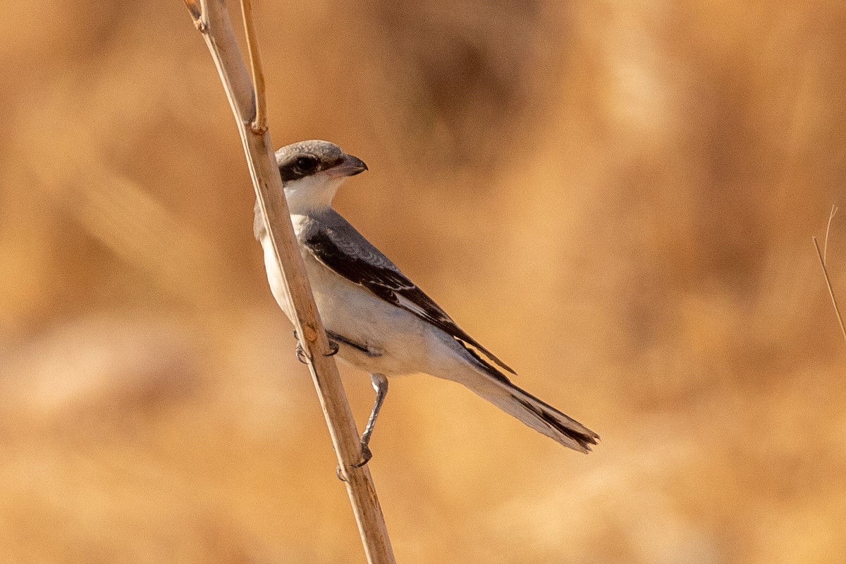 Lesser Gray Shrike - ML623188944