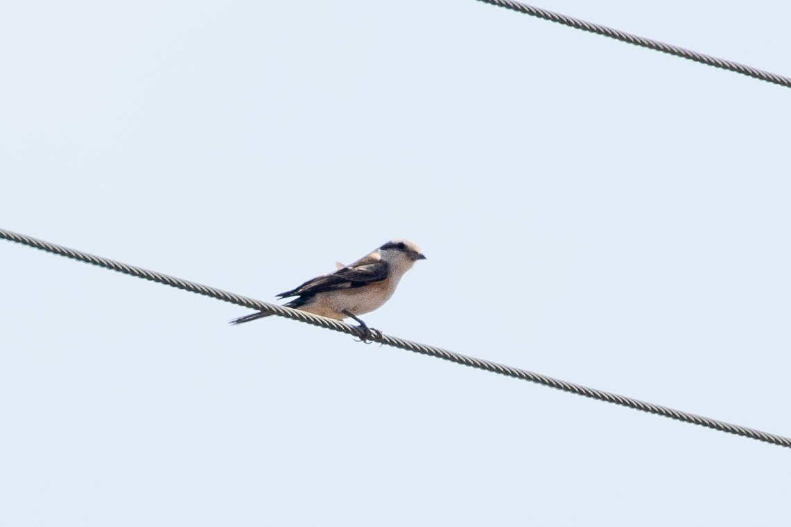 Masked Shrike - ML623188975