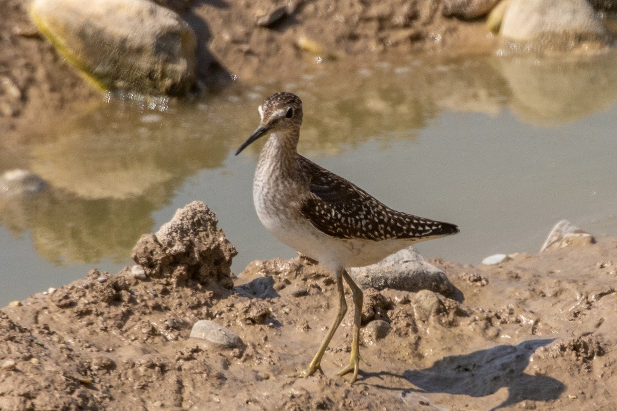 Wood Sandpiper - ML623188981