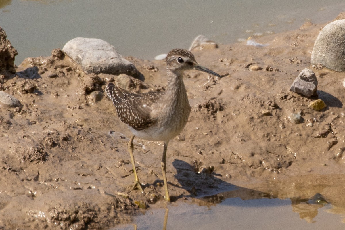 Wood Sandpiper - Neil Hayward