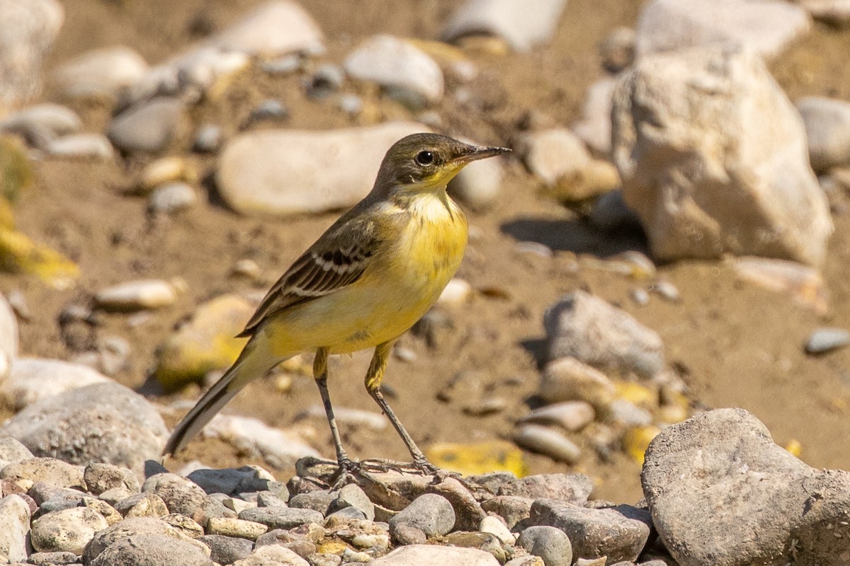 Western Yellow Wagtail - ML623188989