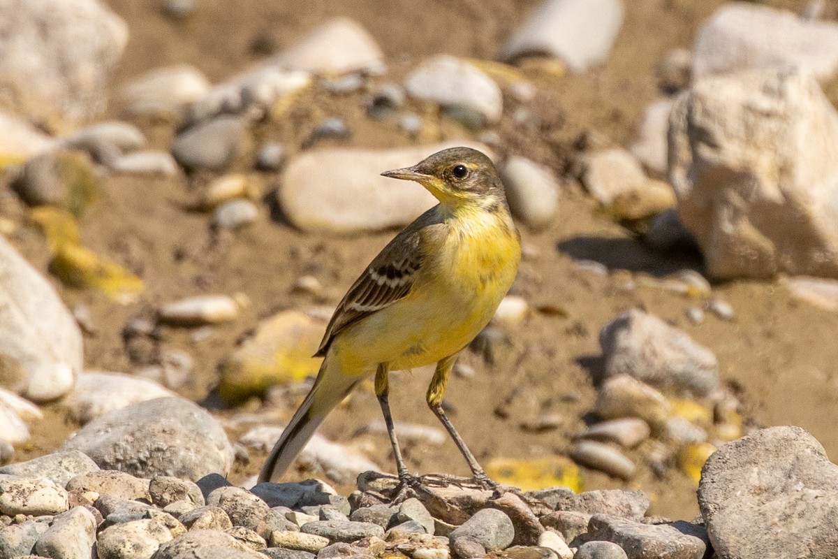 Western Yellow Wagtail - ML623188990